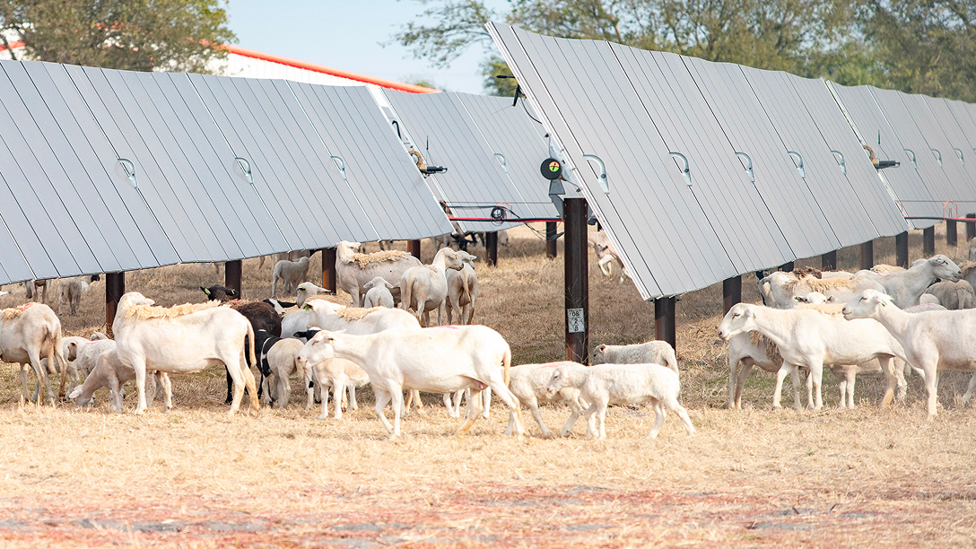 Solar Farms Are Booming in the US and Putting Thousands of Hungry Sheep to Work