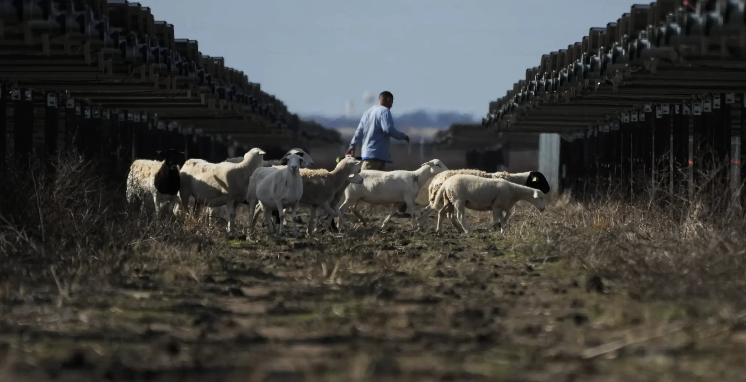 Solar Farms Are Booming in the US and Putting Thousands of Hungry Sheep to Work